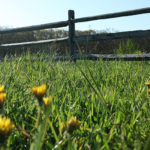 Field Flowers